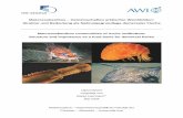 Makrozoobenthos – Gemeinschaften arktischer Weichböden ... · Struktur und Bedeutung als Nahrungsgrundlage demersaler Fische Macrozoobenthos communities of Arctic softbottom: Structure
