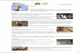 Lama | Tierlexikon für Kinder - Archiv | SWR Kindernetz ... 413526/property=download/nid=74994/4... · PDF fileNachwuchs Paarungszeit ist bei den Lamas von November bis Februar.