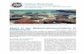 Sektion Phykologie · Algen in der Wasserrahmenrichtlinie in Deutschland Antje Gutowski, AlgaLab.de Abb. 1: Die Krustenrotalge Hildenbrandia rivularis überzieht Steine in Bächen