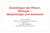 Grundlagen der Pharm. Biologie – Morphologie und Anatomiedingerma/Podcast/MorphologieSS11_1.pdf · Grundlagen der Pharm. Biologie – Morphologie und Anatomie Dr. Ilse Zündorf