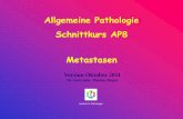 Allgemeine Pathologie Schnittkurs AP8 Metastasenww2.uk-essen.de/pathologie/download/Lehre/AP8-V2011.pdf · (engl. der „Wächter“) TNM … z.B. N1(sn) Konzept … bei der lymphogenen