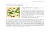 Toxichem Krimtech 2016;83(3):149 - gtfch.org · A C B Der Schwarze Nachtschatten, Solanum nigrum L., (engl. European black nightshade) ist eine einjährige krautige Pflanze, die vorwiegend