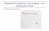 Klassische Verfahren zur Analyse von Eukaryoten-DNAmolgen.biologie.uni-mainz.de/Downloads/PDFs/Molekulargenetik der... · Die Funktion von Satelliten DNA ist nur partiell bekannt: