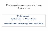 Embryologie: Ektoderm Neuralrohr Gemeinsamer Ursprung Haut ... · Phänotyp • TSC gen 2 (Chromosom 11) mehr Neumutationen Stärkere Klinik: stärkerer cerebraler Befall Mehr Anfälle,