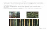 BAMBUS - evk-oberense.de fileBehandlung oder die Art des Witterungsschutzes bei der späteren Objektnutzung sind für die Wertigkeit des Bambusmaterials ausschlaggebend . 3.2 Quellen