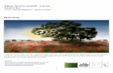 Digitale Malerei mit GIMP—Tutorial Susanna Bur · 3 5 Für die Bäume eine neue transparente Ebene anlegen. Zuerst mit einem runden Pinsel die Stämme in einem sehr dunklen Grün