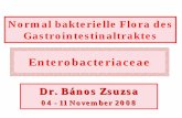 Normal bakterielle Flora des Gastrointesti · PDF file– Breitspektrum (per os) Antibiotika • Konsequenzen – Maldigestion & Maladsorption, Vitaminmangel – Veränderung von normal
