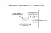 4. Integration exogener Faktoren in die Entwicklung · 4. Integration exogener Faktoren in die Entwicklung Phytohormon Signale genet. determin. Entwicklungsprogramm Umwelt exogene