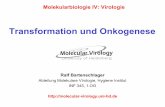 Transformation und Onkogenese - klinikum.uni-heidelberg.de · Entstehung eines Kolonkarzinoms immorta-lisiert benigner Tumor maligner Tumor Polyp (adenomatous polyposis coli) (deleted