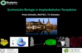 Synthetische Biologie in biophysikalischer Perspektive · QuickTime™ and a Sorenson Video decompressor are needed to see this picture. Petra Schwille, BIOTEC, TU Dresden . Synthetische