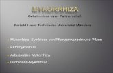 Mykorrhiza: Symbiose von Pflanzenwurzeln und Pilzen ... · 3 Bernhard Frank (1839 – 1900) Kaiserlicher Geheimer Regierungsrat, ab 1881 Professor der Pflanzenphysiologie an der Kgl.