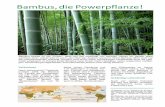 Bambus,diePowerpflanze! - i-like.net die Powerpflanze_web.pdf · saugt der Bambus das Was-ser aus dem Boden und treibt es in die Höhe. Die Wasser-saugkraft normaler Pflanzen beträgt