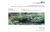 Amphibienförderung im Naturschutzgebiet Buriet / Buechsee ... · Abb. 3: Trockengefallener Tümpel im verlandeten Steinbruchweiher (Foto: Pro Natura SGA) 2.2.1 Beschreibung Der östliche