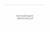 Darmpathogene Escherichia coli - medizin.uni-greifswald.de · Morphologie und Kultur Gramnegative Stäbchen Beweglich, biochemisch in der Regel kein Unterschied zu normalen E. coli