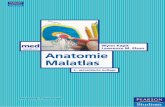 Anatomie Malatlas  - *ISBN 978-3-8273-7246-8 (3 ... · Chromatin und die Zentromere verschwinden. Die komplette Trennung der Die komplette Trennung der Mutterzelle