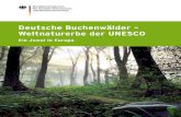 Deutsche Buchenwälder – Weltnaturerbe der UNESCO · 4 DIE „AltEN BUChENWälDER DEUtSChlANDS“ Das UNESCO-Welterbekomitee hat am 25. Juni 2011 fünf Buchenwaldgebiete in Deutschland