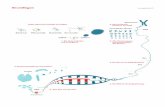 Grundlagen  · Chromosom DNA Gen Gen Gen menschliches Genom Zellleib Zellkern Bakterium Pflanzenzelle Muskelzelle Nervenzelle Protein RNA Transkription Translation. Wie Gentechnik