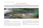 Flussmäander - geologie-digital.de¤ander.pdf · Geomorphologie im Gelände verzweigt, ist für Flussmäander typisch,
