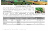 Pflanzenbau Aktuell Nr. 28/2016 Viruserkrankungen in Getreide · Copyright © Beiselen GmbH . Alle Rechte vorbehalten. Keine Weitergabe an Dritte! Alle Angaben wurden nach bestem