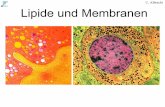 U. Albrecht Lipide und Membranen - unifr.ch · Phospholipide Phosphatidate Phosphatide Sphingolipide einfache Ester Fette Wachse Sterolester O- c-O-CH2 C-O-CH nicht hydrolysierbare