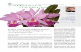 Die Orchidee 62 Cattleya warszewiczii, dowiana Aus der ... Heft 5 Treu.pdf · Die Orchidee 62(5), 2011 Cattleya warszewiczii, dowiana und ×hardyana 401 Eine Überhitzung der Pflanzen