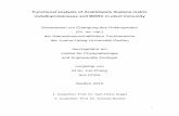 Functional analysis of Arabidopsis thaliana matrix ...geb.uni-giessen.de/geb/volltexte/2016/12043/pdf/ZhangFei_2016_04_14.pdf · I Functional analysis of Arabidopsis thaliana matrix