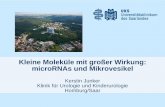 Kleine Moleküle mit großer Wirkung: microRNAs und Mikrovesikel · Seite 4 Micro-RNAs kurze Einzelstrang-RNA-Moleküle 17-25 nt nichtkodierend ~2000 humane miRNAs bekannt Regulation
