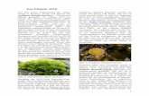 Das Pilzjahr 2012 - pilzkunde-ruhr.de · 2 Gerandete Rindenkugelpilz (Biscogniau-xia marginata). Die Stromata sind scheibenförmig und werden bis 8 mm breit. Der Pilz scheint noch