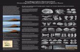 Fossillagerstätte Mammendorf: Unteroligozäne Biodiversität ... · Armkiemer (Brachiopoda) Die Armkiemer sind entfernt mit den Moostierchen verwandt, leben aber als größere Einzelindividuen