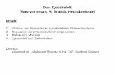 Das Zytoskelett (Gastvorlesung R. Brandt, Neurobiologie ... · 1. Struktur und Dynamik der zytoskeletalen Filamentsysteme Drei Filamentsysteme . Drei Filamentsysteme (in den meisten