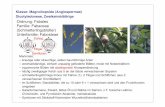 Klasse: Magnoliopsida (Angiospermae) Dicotyledoneae ...dingerma/Podcast/SystematikSS11_7.pdf · Herstellung von Lakritz, bei Produkten mit > 200 mg Glycyrrhizin/100 g Lakritz muss