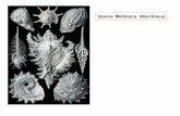 Stamm: Mollusca (Weichtiere) - trichoplax.com · Kopf Fuß Eingeweidesack Mantel Mantelhöhle Kiemen „Ctenidien“ Radula Kalkschale Gonaden- höhle Herzbeutel Coelom(Pericard)