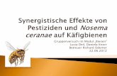 Gruppenversuch im Modul „Bienen“ Lucia Deil, Daniela Knorr ... · Schlussfolgerung Kritik Gliederung Synergistische Effekte von Pestiziden und Nosema ceranae auf Käfigbienen