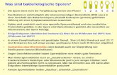 Was sind bakteriologische Sporen?files.homepagemodules.de/b148995/f2t2p2n2.pdf · Der Experte für Biowaffen, Jan van Aken vom "Sunshine-Projekt" schrieb uns am 14. Dezember: "Liebe