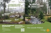 Wurzelteller Luchs - nationalpark-harz.de · In den Hochlagen ist die Fichte von Natur aus heimisch, deshalb wird sie in diesen Gebieten auch weiter die Hauptbaumart bleiben. Neben