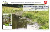 Vorkommen und Gefährdung von Wasserpflanzen im östlichen ... · RL 3 . Wolffia arrhiza . Niedersächsischer Landesbetrieb für Wasserwirtschaft, Küsten- und Naturschutz Dr. Eckhard