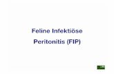 Feline Infektiöse Peritonitis (FIP) · Ätiologie: Feline Coronaviren - eine Gruppe eng miteinander verwandter Virustypen - avirulente bis hochvirulente Virus-Typen - darunter auch