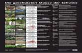 Die geschützten Moose der Schweiz - nism.uzh.ch · Durch die Natur- und Heimatschutzverordnung schweizweit geschützte Moosarten (NHV, Anhang 2) Die geschützten Moose der Schweiz