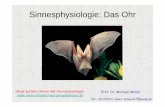 Sinnesphysiologie: Das OhrSinnesphysiologie: Das Ohrstud.neuro-physiol.med.uni-goettingen.de/uploads/SoS2014/Mueller/... · 2 verbunden. Eigenbewegungen der Knöchelchen, etwa als
