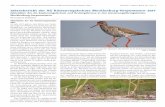 Jahresbericht der AG Küstenvogelschutz Mecklenburg ... · SEEVÖGEL | 2018 | BAND39 HEFT4JAHRESBERICHT DERAG KÜSTENVOGELSCHUTZMECKLENBURG-VORPOMMERN2017 | 11 mit Forschungsarbeiten
