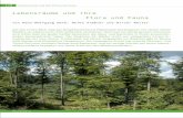 Lebensräume und ihre Flora und Fauna - · PDF fileWald-Sauerklee Lebensräume und ihre Flora und Fauna 121 Kraft behaupten. Ein regelmäßiger Tannen-begleiter ist das Rundblättrige