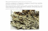 Heterodermia japonica 15620 - fschumm.bplaced.netfschumm.bplaced.net/Schumm_Flechtenbilder/Heterodermia japonica 15620.pdf934 Heterodermia japonica (Sato) Swinscow & Krog [15620],
