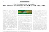 epic.awi.de · 192 MEERESBIOLOGIE Athleten des Meeres: Zur Ökophysiologie pelagischer Kalmare* Hans-Otto Pörtner erreicht, weil sie in zu geringen Mengen auf-