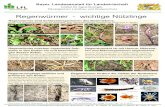 Regenwürmer wichtige Nützlinge - LfL · tar in den Boden einarbeiten (BAUCHHENß 2006)*. Regenwurmgänge belüften und dränieren den Boden. Ein weitläufiges Röhrensystem verbessert