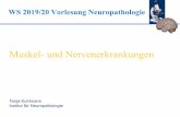 Muskel- und Nervenerkrankungen · Tanja Kuhlmann Institut für Neuropathologie . Muskel- und Nervenerkrankungen . SS 2019 Vorlesung Neuropathologie •