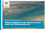 Karsten Reise und Christian Buschbaum Muschelbänke in der ... · schelmanagement; Nehls et al. 2011) wurde das Seekartennull gewählt (SKN, entsprach dem mittleren Springtidenniedrigwasser