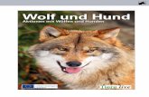 Wolf und Hund - anl.bayern.de · und kürzeren Wollhaare enthalten eine ölige, wasserabstoßende Sub stanz. Die Grannenhaare haben nicht nur Isolierfunktionen, sondern sie dienen