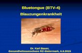Bluetongue (BTV-4) Blauzungenkrankheit · Symptome In Südeuropa v.a. bei Schafen Verlauf kann variieren; kaum Klinik bis zu schweren Erkrankungen! - Anfangs Fieber, dann Schwellungen