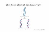 Abb. aus Stryer (5th Ed.) - img.bio.uni-goettingen.de · Abb. aus Stryer (5th Ed.) Typen von RNA Spleissen der mRNA (nur in Eukaryoten) Small nuclear RNA (snRNA) Liefert dem Ribosom