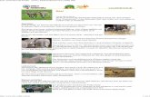 Esel | Tierlexikon für Kinder - Archiv | SWR Kindernetz ... 74994/ibs436/EselSWRKindernetz.pdf · PDF filewenn Esel nur wenig arbeiten, muss man darauf achten, ihnen nicht zu viel
